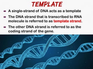 DNA Transcription and RNA Processing | PDF