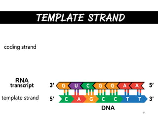 DNA Transcription and RNA Processing | PDF