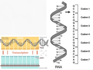 DNA Transcription and RNA Processing | PDF