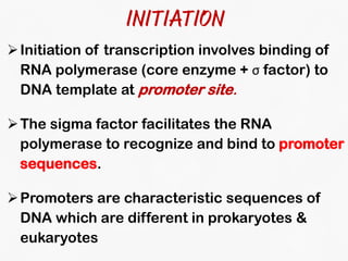 DNA Transcription and RNA Processing | PDF