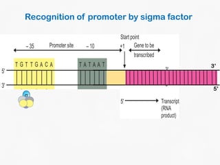 DNA Transcription and RNA Processing | PDF
