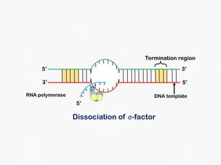 DNA Transcription and RNA Processing | PDF