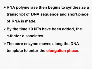 DNA Transcription and RNA Processing | PDF