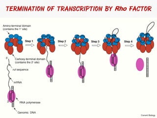 DNA Transcription and RNA Processing | PDF