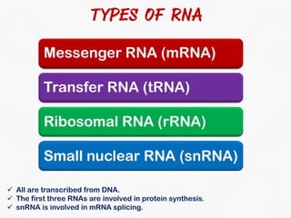 DNA Transcription and RNA Processing | PDF