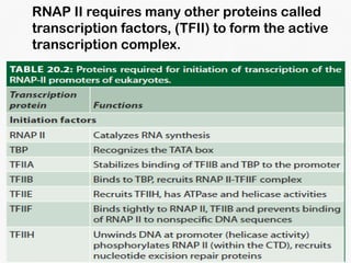 DNA Transcription and RNA Processing | PDF