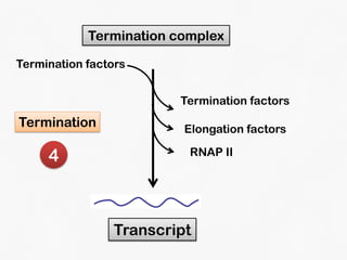 DNA Transcription and RNA Processing | PDF