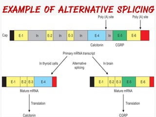 DNA Transcription and RNA Processing | PDF