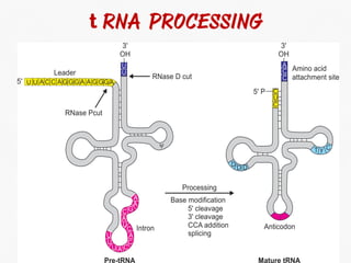 DNA Transcription and RNA Processing | PDF