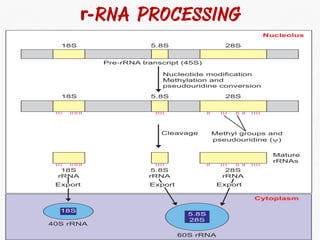 DNA Transcription and RNA Processing | PDF