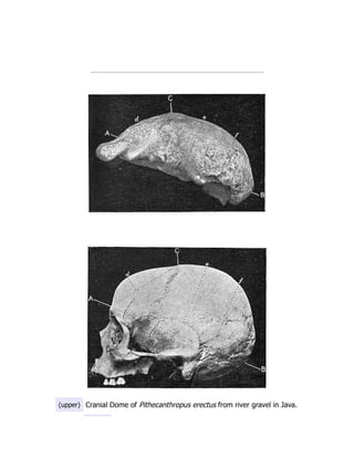 (upper) Cranial Dome of Pithecanthropus erectus from river gravel in Java.
 