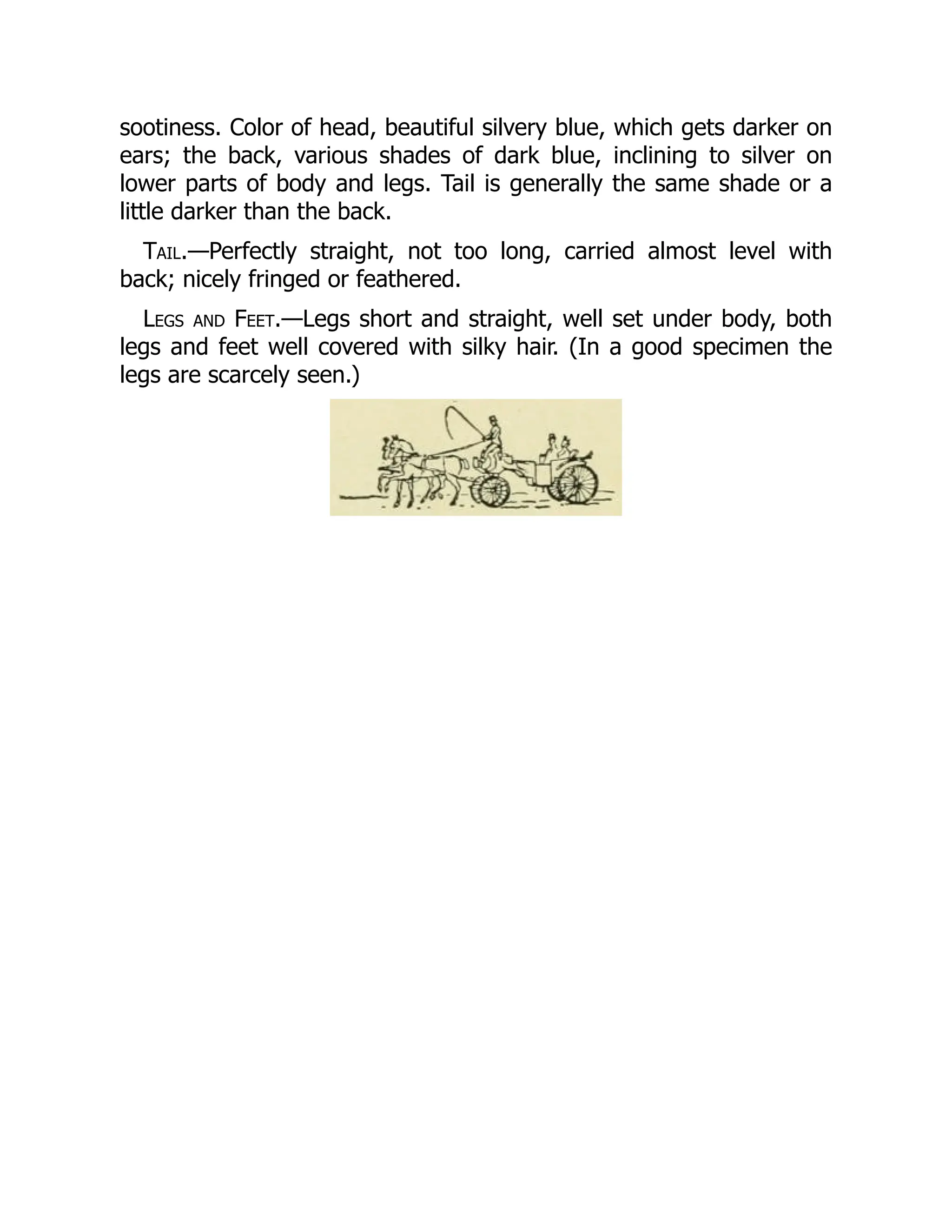 sootiness. Color of head, beautiful silvery blue, which gets darker on
ears; the back, various shades of dark blue, inclining to silver on
lower parts of body and legs. Tail is generally the same shade or a
little darker than the back.
Tail.—Perfectly straight, not too long, carried almost level with
back; nicely fringed or feathered.
Legs and Feet.—Legs short and straight, well set under body, both
legs and feet well covered with silky hair. (In a good specimen the
legs are scarcely seen.)
 