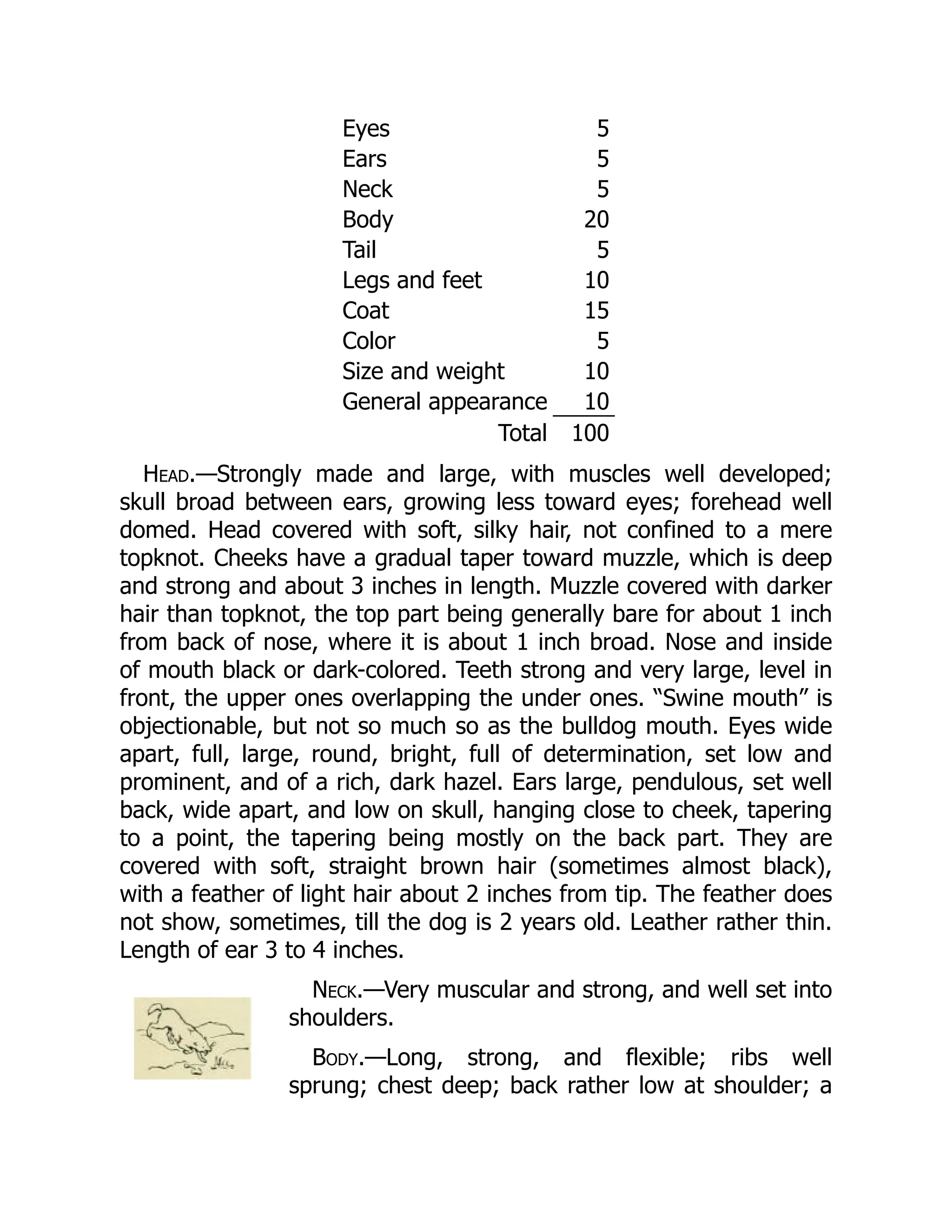 Eyes 5
Ears 5
Neck 5
Body 20
Tail 5
Legs and feet 10
Coat 15
Color 5
Size and weight 10
General appearance 10
Total 100
Head.—Strongly made and large, with muscles well developed;
skull broad between ears, growing less toward eyes; forehead well
domed. Head covered with soft, silky hair, not confined to a mere
topknot. Cheeks have a gradual taper toward muzzle, which is deep
and strong and about 3 inches in length. Muzzle covered with darker
hair than topknot, the top part being generally bare for about 1 inch
from back of nose, where it is about 1 inch broad. Nose and inside
of mouth black or dark-colored. Teeth strong and very large, level in
front, the upper ones overlapping the under ones. “Swine mouth” is
objectionable, but not so much so as the bulldog mouth. Eyes wide
apart, full, large, round, bright, full of determination, set low and
prominent, and of a rich, dark hazel. Ears large, pendulous, set well
back, wide apart, and low on skull, hanging close to cheek, tapering
to a point, the tapering being mostly on the back part. They are
covered with soft, straight brown hair (sometimes almost black),
with a feather of light hair about 2 inches from tip. The feather does
not show, sometimes, till the dog is 2 years old. Leather rather thin.
Length of ear 3 to 4 inches.
Neck.—Very muscular and strong, and well set into
shoulders.
Body.—Long, strong, and flexible; ribs well
sprung; chest deep; back rather low at shoulder; a
 
