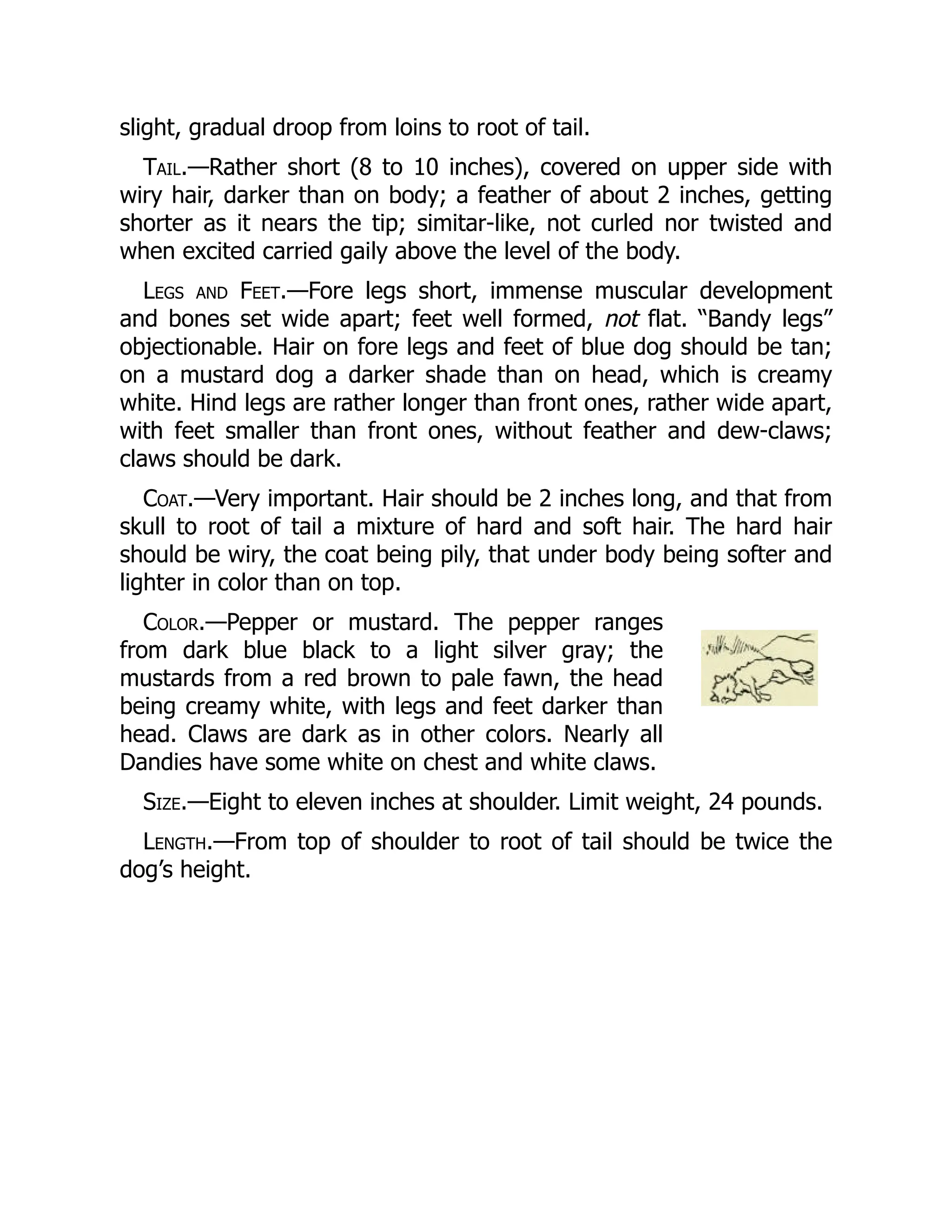 slight, gradual droop from loins to root of tail.
Tail.—Rather short (8 to 10 inches), covered on upper side with
wiry hair, darker than on body; a feather of about 2 inches, getting
shorter as it nears the tip; simitar-like, not curled nor twisted and
when excited carried gaily above the level of the body.
Legs and Feet.—Fore legs short, immense muscular development
and bones set wide apart; feet well formed, not flat. “Bandy legs”
objectionable. Hair on fore legs and feet of blue dog should be tan;
on a mustard dog a darker shade than on head, which is creamy
white. Hind legs are rather longer than front ones, rather wide apart,
with feet smaller than front ones, without feather and dew-claws;
claws should be dark.
Coat.—Very important. Hair should be 2 inches long, and that from
skull to root of tail a mixture of hard and soft hair. The hard hair
should be wiry, the coat being pily, that under body being softer and
lighter in color than on top.
Color.—Pepper or mustard. The pepper ranges
from dark blue black to a light silver gray; the
mustards from a red brown to pale fawn, the head
being creamy white, with legs and feet darker than
head. Claws are dark as in other colors. Nearly all
Dandies have some white on chest and white claws.
Size.—Eight to eleven inches at shoulder. Limit weight, 24 pounds.
Length.—From top of shoulder to root of tail should be twice the
dog’s height.
 