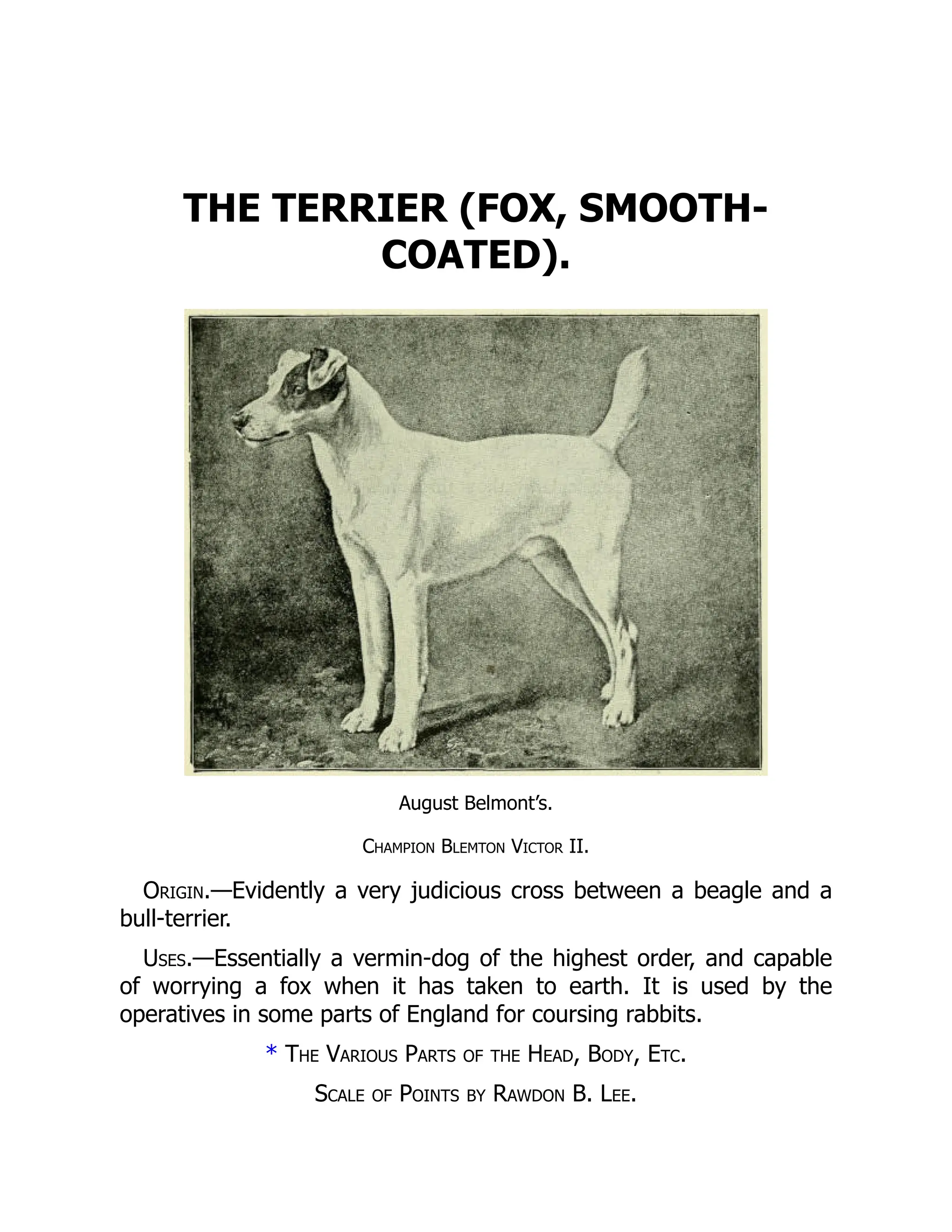 THE TERRIER (FOX, SMOOTH-
COATED).
August Belmont’s.
Champion Blemton Victor II.
Origin.—Evidently a very judicious cross between a beagle and a
bull-terrier.
Uses.—Essentially a vermin-dog of the highest order, and capable
of worrying a fox when it has taken to earth. It is used by the
operatives in some parts of England for coursing rabbits.
* The Various Parts of the Head, Body, Etc.
Scale of Points by Rawdon B. Lee.
 