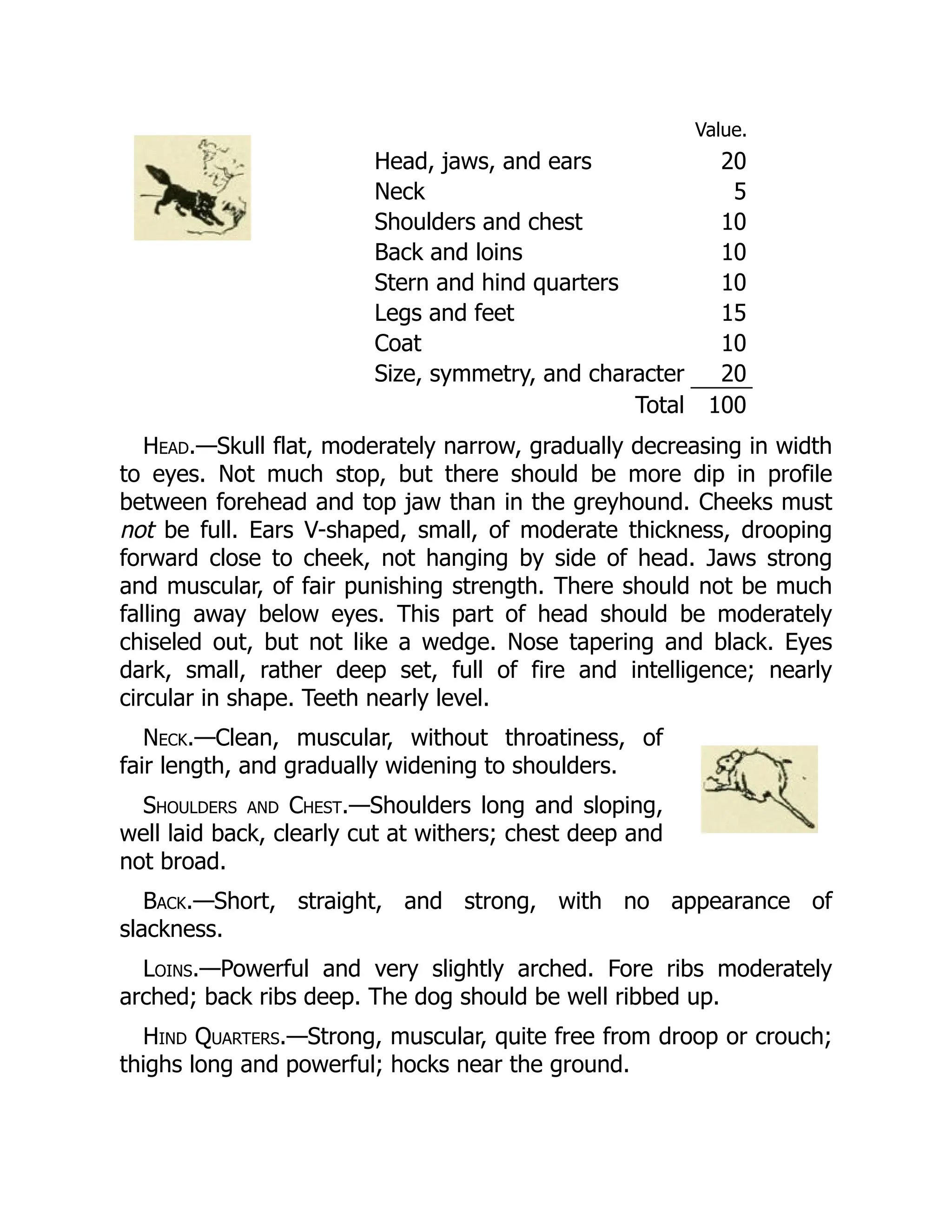 Value.
Head, jaws, and ears 20
Neck 5
Shoulders and chest 10
Back and loins 10
Stern and hind quarters 10
Legs and feet 15
Coat 10
Size, symmetry, and character 20
Total 100
Head.—Skull flat, moderately narrow, gradually decreasing in width
to eyes. Not much stop, but there should be more dip in profile
between forehead and top jaw than in the greyhound. Cheeks must
not be full. Ears V-shaped, small, of moderate thickness, drooping
forward close to cheek, not hanging by side of head. Jaws strong
and muscular, of fair punishing strength. There should not be much
falling away below eyes. This part of head should be moderately
chiseled out, but not like a wedge. Nose tapering and black. Eyes
dark, small, rather deep set, full of fire and intelligence; nearly
circular in shape. Teeth nearly level.
Neck.—Clean, muscular, without throatiness, of
fair length, and gradually widening to shoulders.
Shoulders and Chest.—Shoulders long and sloping,
well laid back, clearly cut at withers; chest deep and
not broad.
Back.—Short, straight, and strong, with no appearance of
slackness.
Loins.—Powerful and very slightly arched. Fore ribs moderately
arched; back ribs deep. The dog should be well ribbed up.
Hind Quarters.—Strong, muscular, quite free from droop or crouch;
thighs long and powerful; hocks near the ground.
 