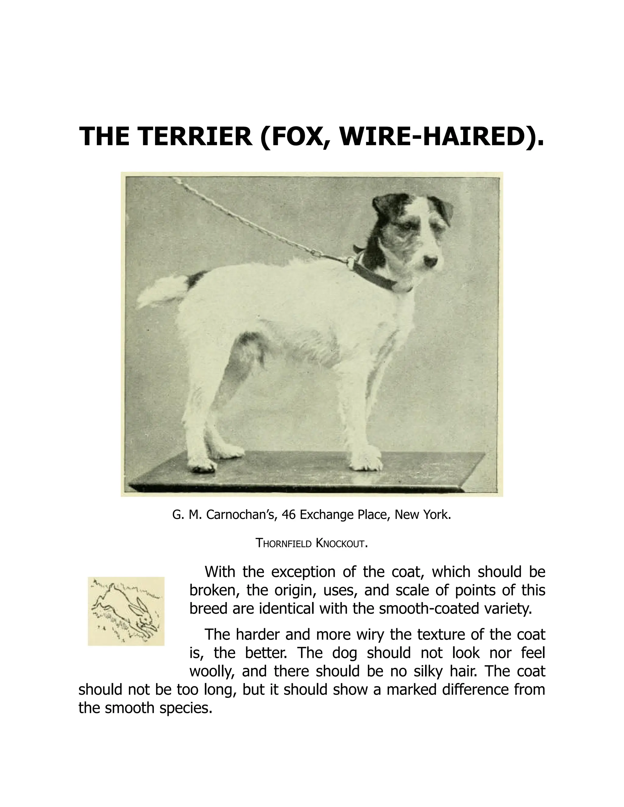 THE TERRIER (FOX, WIRE-HAIRED).
G. M. Carnochan’s, 46 Exchange Place, New York.
Thornfield Knockout.
With the exception of the coat, which should be
broken, the origin, uses, and scale of points of this
breed are identical with the smooth-coated variety.
The harder and more wiry the texture of the coat
is, the better. The dog should not look nor feel
woolly, and there should be no silky hair. The coat
should not be too long, but it should show a marked difference from
the smooth species.
 