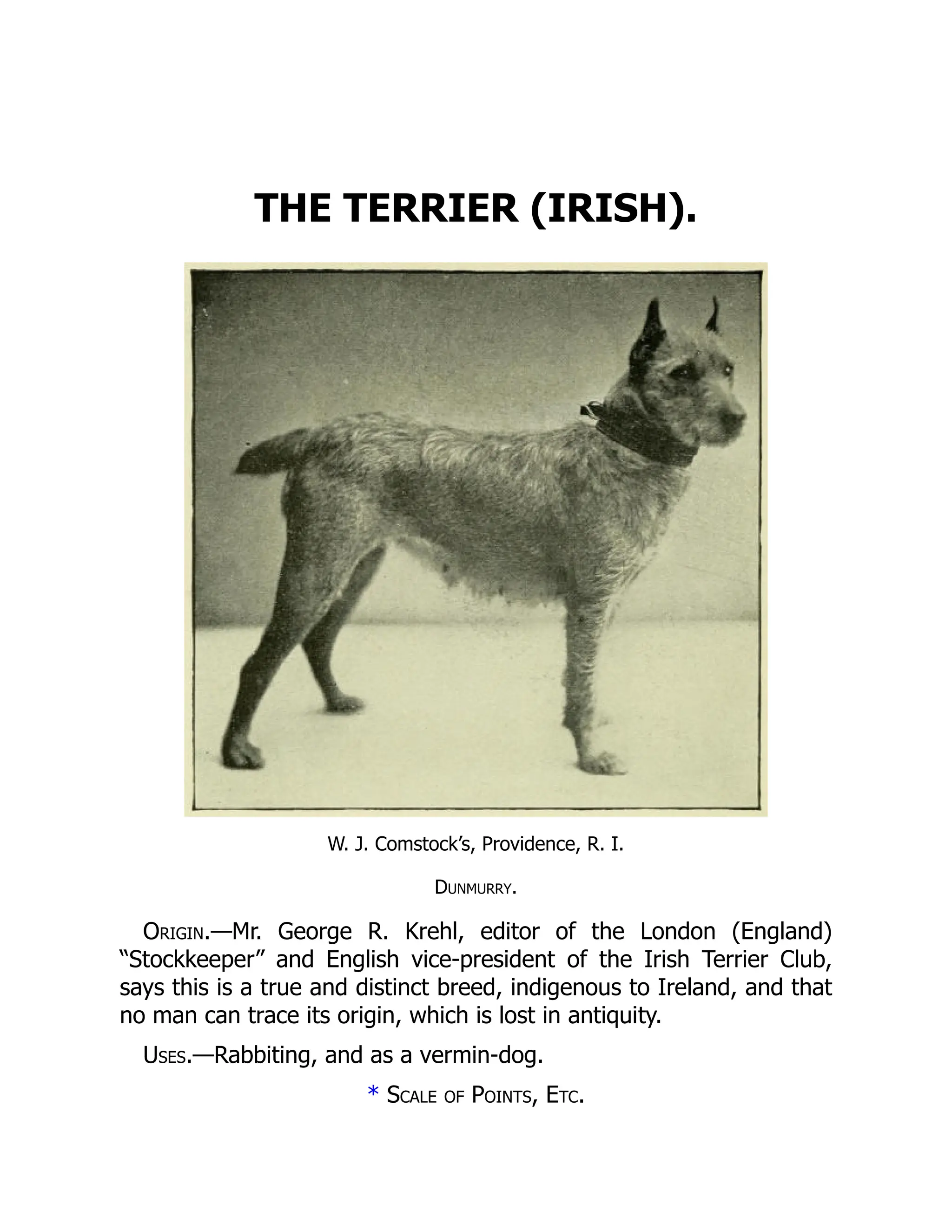 THE TERRIER (IRISH).
W. J. Comstock’s, Providence, R. I.
Dunmurry.
Origin.—Mr. George R. Krehl, editor of the London (England)
“Stockkeeper” and English vice-president of the Irish Terrier Club,
says this is a true and distinct breed, indigenous to Ireland, and that
no man can trace its origin, which is lost in antiquity.
Uses.—Rabbiting, and as a vermin-dog.
* Scale of Points, Etc.
 