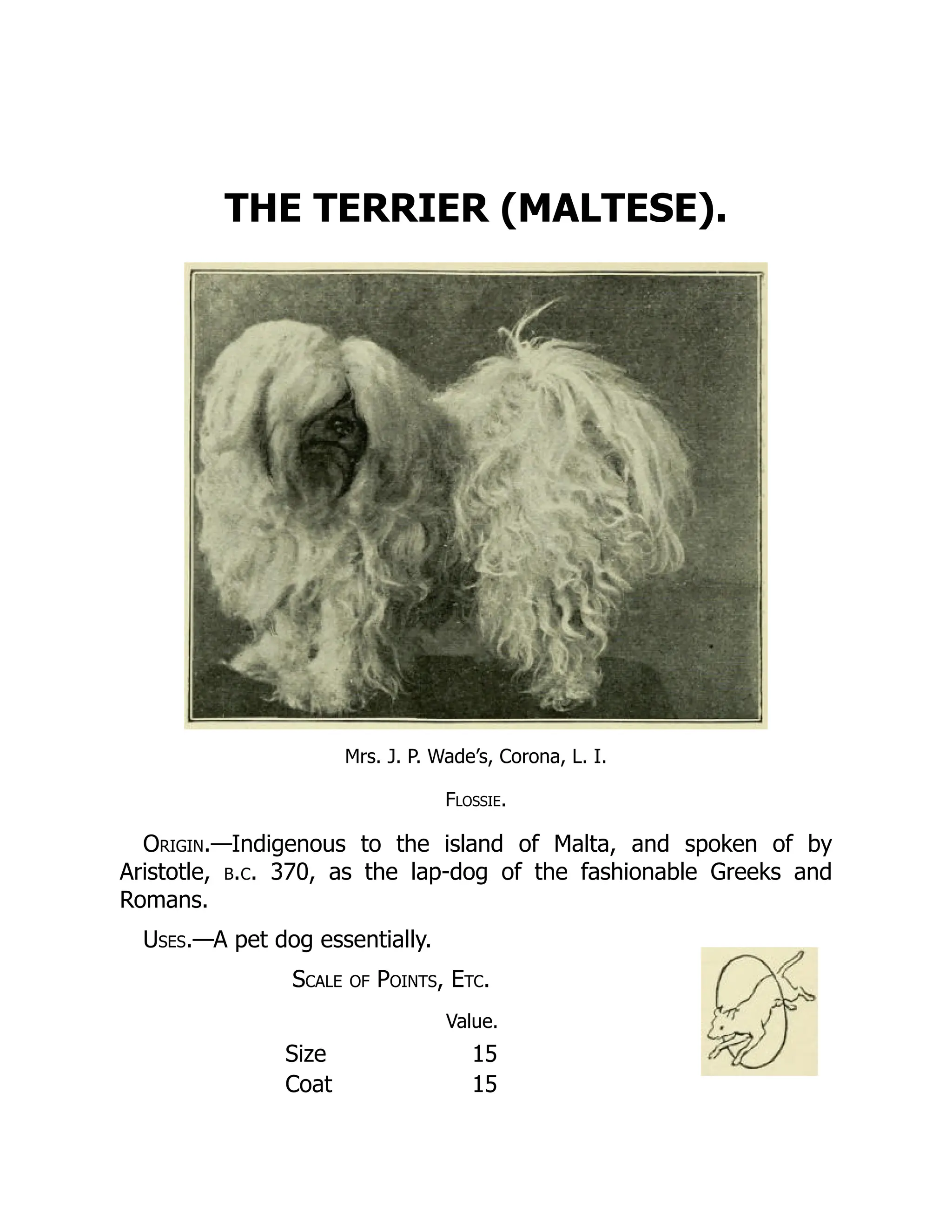 THE TERRIER (MALTESE).
Mrs. J. P. Wade’s, Corona, L. I.
Flossie.
Origin.—Indigenous to the island of Malta, and spoken of by
Aristotle, b.c. 370, as the lap-dog of the fashionable Greeks and
Romans.
Uses.—A pet dog essentially.
Scale of Points, Etc.
Value.
Size 15
Coat 15
 