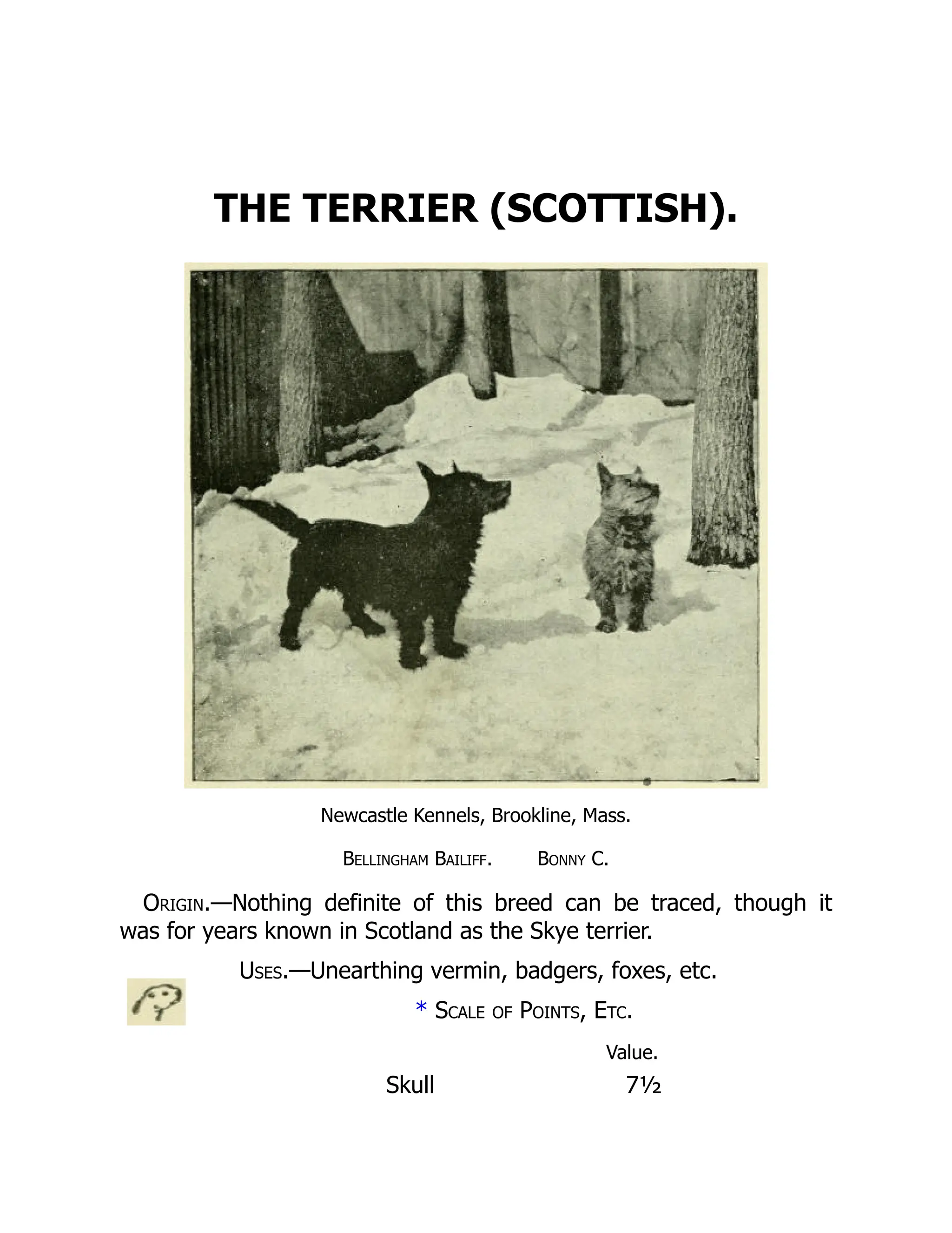 THE TERRIER (SCOTTISH).
Newcastle Kennels, Brookline, Mass.
Bellingham Bailiff. Bonny C.
Origin.—Nothing definite of this breed can be traced, though it
was for years known in Scotland as the Skye terrier.
Uses.—Unearthing vermin, badgers, foxes, etc.
* Scale of Points, Etc.
Value.
Skull 7½
 