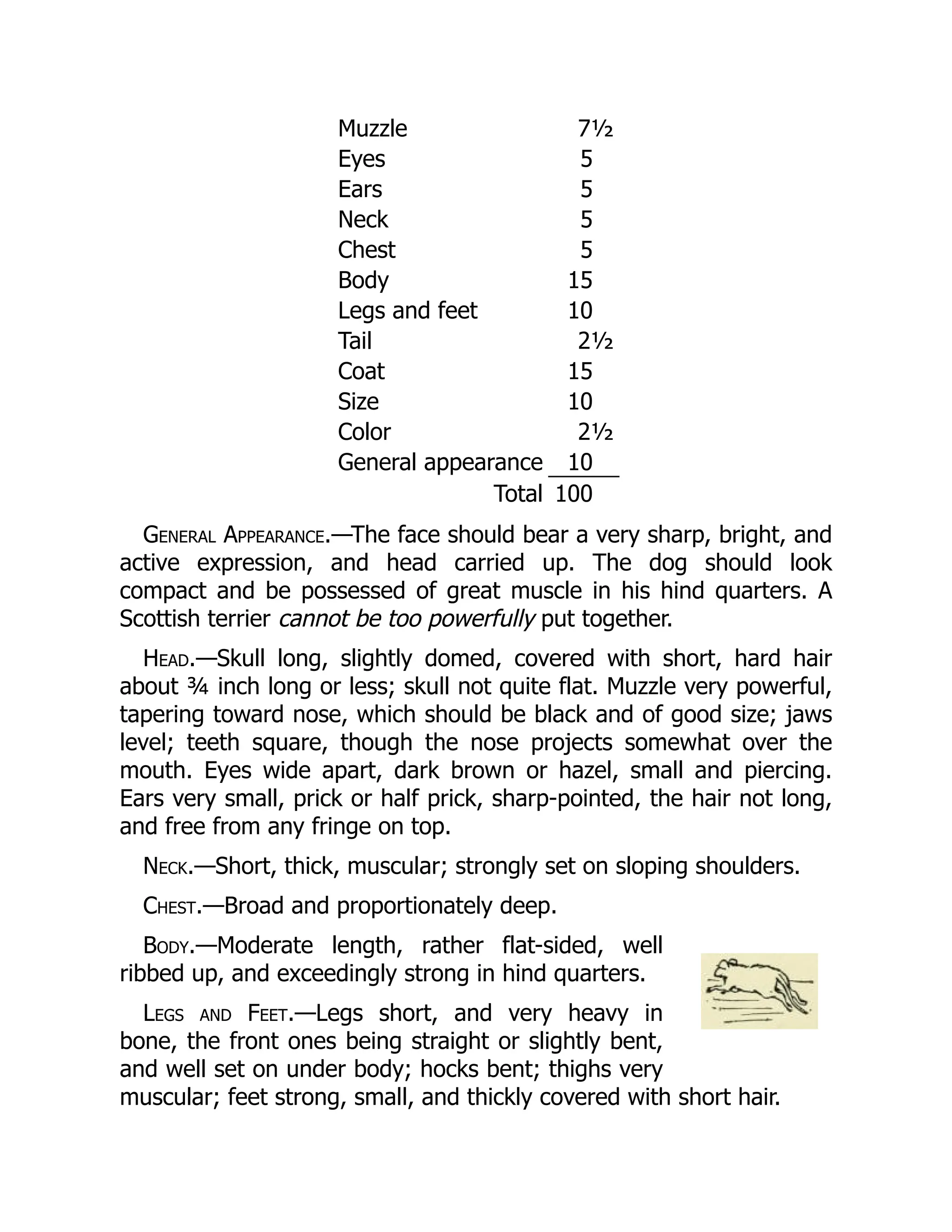 Muzzle 7½
Eyes 5
Ears 5
Neck 5
Chest 5
Body 15
Legs and feet 10
Tail 2½
Coat 15
Size 10
Color 2½
General appearance 10
Total 100
General Appearance.—The face should bear a very sharp, bright, and
active expression, and head carried up. The dog should look
compact and be possessed of great muscle in his hind quarters. A
Scottish terrier cannot be too powerfully put together.
Head.—Skull long, slightly domed, covered with short, hard hair
about ¾ inch long or less; skull not quite flat. Muzzle very powerful,
tapering toward nose, which should be black and of good size; jaws
level; teeth square, though the nose projects somewhat over the
mouth. Eyes wide apart, dark brown or hazel, small and piercing.
Ears very small, prick or half prick, sharp-pointed, the hair not long,
and free from any fringe on top.
Neck.—Short, thick, muscular; strongly set on sloping shoulders.
Chest.—Broad and proportionately deep.
Body.—Moderate length, rather flat-sided, well
ribbed up, and exceedingly strong in hind quarters.
Legs and Feet.—Legs short, and very heavy in
bone, the front ones being straight or slightly bent,
and well set on under body; hocks bent; thighs very
muscular; feet strong, small, and thickly covered with short hair.
 