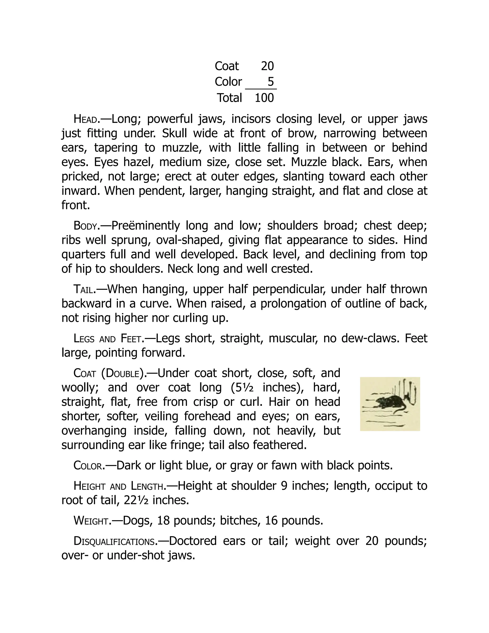 Coat 20
Color 5
Total 100
Head.—Long; powerful jaws, incisors closing level, or upper jaws
just fitting under. Skull wide at front of brow, narrowing between
ears, tapering to muzzle, with little falling in between or behind
eyes. Eyes hazel, medium size, close set. Muzzle black. Ears, when
pricked, not large; erect at outer edges, slanting toward each other
inward. When pendent, larger, hanging straight, and flat and close at
front.
Body.—Preëminently long and low; shoulders broad; chest deep;
ribs well sprung, oval-shaped, giving flat appearance to sides. Hind
quarters full and well developed. Back level, and declining from top
of hip to shoulders. Neck long and well crested.
Tail.—When hanging, upper half perpendicular, under half thrown
backward in a curve. When raised, a prolongation of outline of back,
not rising higher nor curling up.
Legs and Feet.—Legs short, straight, muscular, no dew-claws. Feet
large, pointing forward.
Coat (Double).—Under coat short, close, soft, and
woolly; and over coat long (5½ inches), hard,
straight, flat, free from crisp or curl. Hair on head
shorter, softer, veiling forehead and eyes; on ears,
overhanging inside, falling down, not heavily, but
surrounding ear like fringe; tail also feathered.
Color.—Dark or light blue, or gray or fawn with black points.
Height and Length.—Height at shoulder 9 inches; length, occiput to
root of tail, 22½ inches.
Weight.—Dogs, 18 pounds; bitches, 16 pounds.
Disqualifications.—Doctored ears or tail; weight over 20 pounds;
over- or under-shot jaws.
 