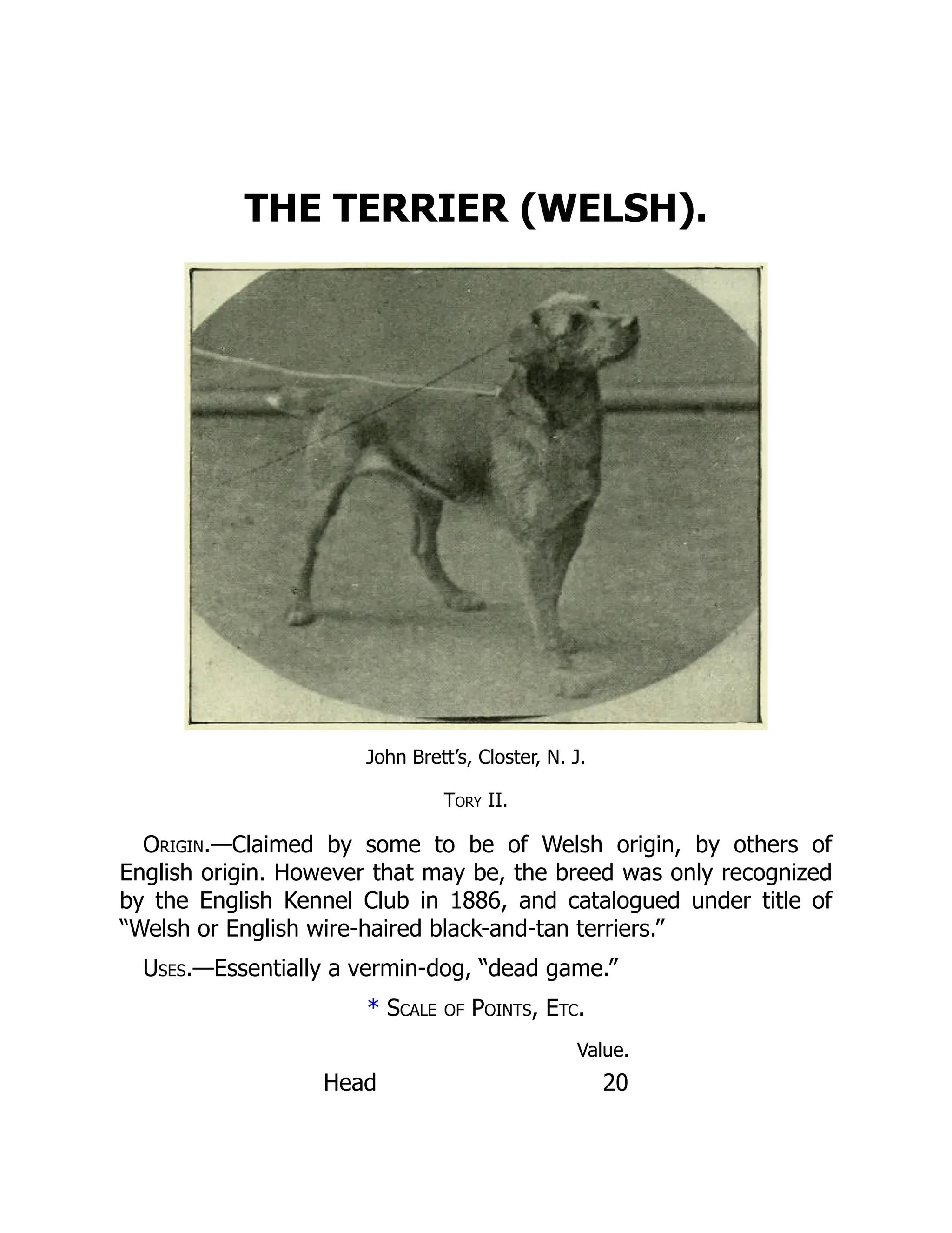 THE TERRIER (WELSH).
John Brett’s, Closter, N. J.
Tory II.
Origin.—Claimed by some to be of Welsh origin, by others of
English origin. However that may be, the breed was only recognized
by the English Kennel Club in 1886, and catalogued under title of
“Welsh or English wire-haired black-and-tan terriers.”
Uses.—Essentially a vermin-dog, “dead game.”
* Scale of Points, Etc.
Value.
Head 20
 
