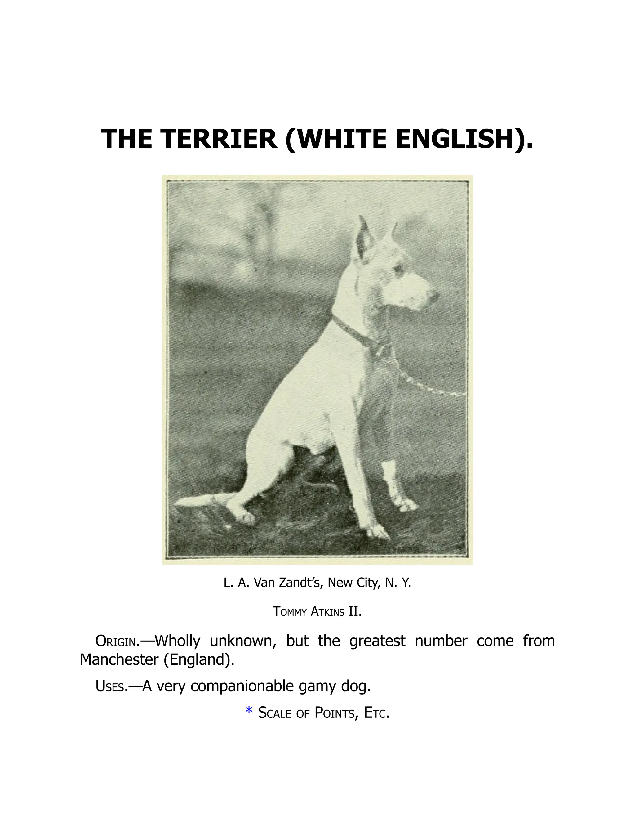 THE TERRIER (WHITE ENGLISH).
L. A. Van Zandt’s, New City, N. Y.
Tommy Atkins II.
Origin.—Wholly unknown, but the greatest number come from
Manchester (England).
Uses.—A very companionable gamy dog.
* Scale of Points, Etc.
 