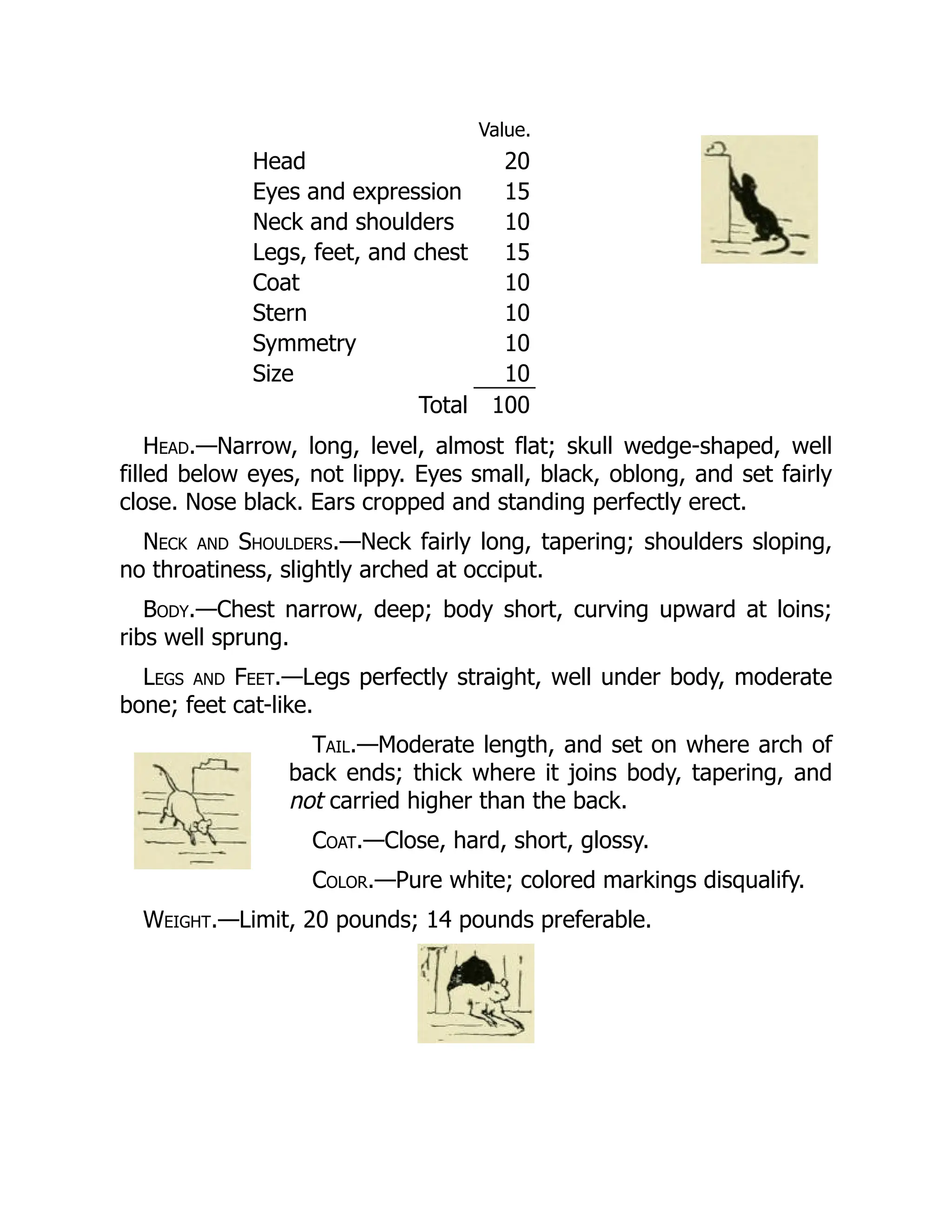 Value.
Head 20
Eyes and expression 15
Neck and shoulders 10
Legs, feet, and chest 15
Coat 10
Stern 10
Symmetry 10
Size 10
Total 100
Head.—Narrow, long, level, almost flat; skull wedge-shaped, well
filled below eyes, not lippy. Eyes small, black, oblong, and set fairly
close. Nose black. Ears cropped and standing perfectly erect.
Neck and Shoulders.—Neck fairly long, tapering; shoulders sloping,
no throatiness, slightly arched at occiput.
Body.—Chest narrow, deep; body short, curving upward at loins;
ribs well sprung.
Legs and Feet.—Legs perfectly straight, well under body, moderate
bone; feet cat-like.
Tail.—Moderate length, and set on where arch of
back ends; thick where it joins body, tapering, and
not carried higher than the back.
Coat.—Close, hard, short, glossy.
Color.—Pure white; colored markings disqualify.
Weight.—Limit, 20 pounds; 14 pounds preferable.
 