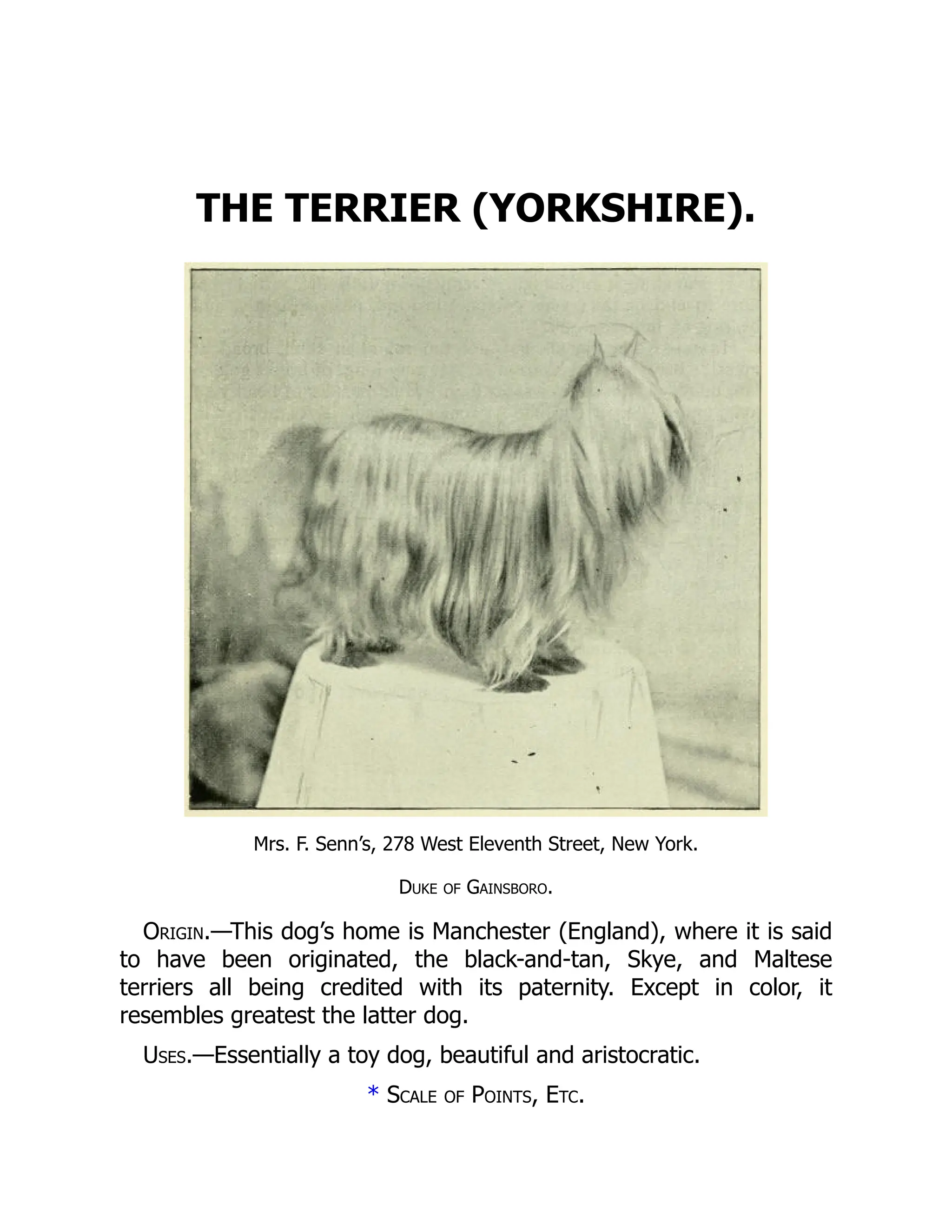 THE TERRIER (YORKSHIRE).
Mrs. F. Senn’s, 278 West Eleventh Street, New York.
Duke of Gainsboro.
Origin.—This dog’s home is Manchester (England), where it is said
to have been originated, the black-and-tan, Skye, and Maltese
terriers all being credited with its paternity. Except in color, it
resembles greatest the latter dog.
Uses.—Essentially a toy dog, beautiful and aristocratic.
* Scale of Points, Etc.
 