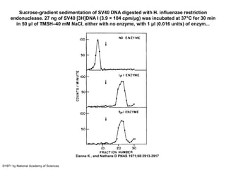 Sucrose-gradient sedimentation of SV40 DNA digested with H. influenzae restriction
endonuclease. 27 ng of SV40 [3H]DNA I (3.9 × 104 cpm/μg) was incubated at 37°C for 30 min
in 50 μl of TMSH–40 mM NaCl, either with no enzyme, with 1 μl (0.016 units) of enzym...
Danna K , and Nathans D PNAS 1971;68:2913-2917
©1971 by National Academy of Sciences
 