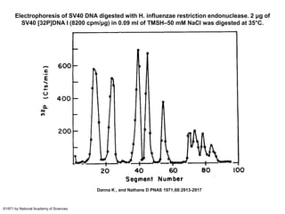 Electrophoresis of SV40 DNA digested with H. influenzae restriction endonuclease. 2 μg of
SV40 [32P]DNA I (8200 cpm/μg) in 0.09 ml of TMSH–50 mM NaCl was digested at 35°C.
Danna K , and Nathans D PNAS 1971;68:2913-2917
©1971 by National Academy of Sciences
 