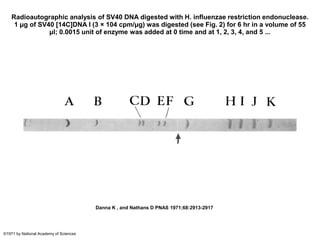Radioautographic analysis of SV40 DNA digested with H. influenzae restriction endonuclease.
1 μg of SV40 [14C]DNA I (3 × 104 cpm/μg) was digested (see Fig. 2) for 6 hr in a volume of 55
μl; 0.0015 unit of enzyme was added at 0 time and at 1, 2, 3, 4, and 5 ...
Danna K , and Nathans D PNAS 1971;68:2913-2917
©1971 by National Academy of Sciences
 