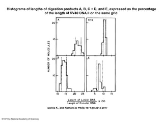 Histograms of lengths of digestion products A, B, C + D, and E, expressed as the percentage
of the length of SV40 DNA II on the same grid.
Danna K , and Nathans D PNAS 1971;68:2913-2917
©1971 by National Academy of Sciences
 