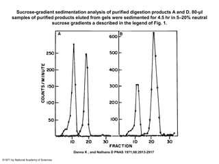 Sucrose-gradient sedimentation analysis of purified digestion products A and D. 80-μl
samples of purified products eluted from gels were sedimented for 4.5 hr in 5–20% neutral
sucrose gradients a described in the legend of Fig. 1.
Danna K , and Nathans D PNAS 1971;68:2913-2917
©1971 by National Academy of Sciences
 