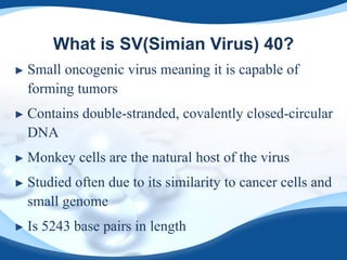 What is SV(Simian Virus) 40?
► Small oncogenic virus meaning it is capable of
forming tumors
► Contains double-stranded, covalently closed-circular
DNA
► Monkey cells are the natural host of the virus
► Studied often due to its similarity to cancer cells and
small genome
► Is 5243 base pairs in length
 