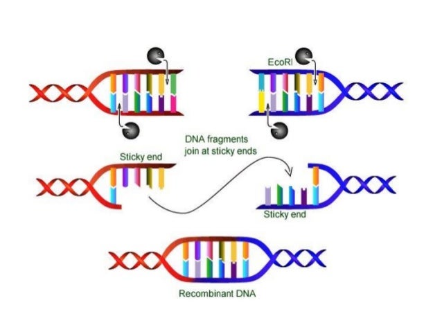 restriction enzyme digestion
