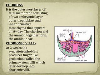 Chorionic Rim 675400789-ANATOMY-AND-PHYSIOLOGY-OF-FEMALE-REPRODUCTIVE-SYSTEM-1.pptx
