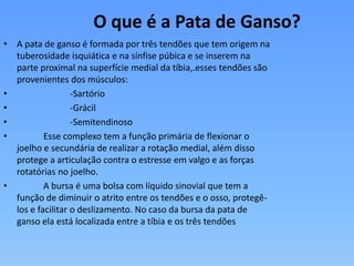 O que é a Pata de Ganso?
• A pata de ganso é formada por três tendões que tem origem na
tuberosidade isquiática e na sínfise púbica e se inserem na
parte proximal na superfície medial da tíbia,.esses tendões são
provenientes dos músculos:
• -Sartório
• -Grácil
• -Semitendinoso
• Esse complexo tem a função primária de flexionar o
joelho e secundária de realizar a rotação medial, além disso
protege a articulação contra o estresse em valgo e as forças
rotatórias no joelho.
• A bursa é uma bolsa com líquido sinovial que tem a
função de diminuir o atrito entre os tendões e o osso, protegê-
los e facilitar o deslizamento. No caso da bursa da pata de
ganso ela está localizada entre a tíbia e os três tendões
 