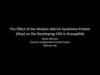 The Effect of the Wiskott-Aldrich Syndrome Protein
(Wsp) on the Developing CNS in Drosophila
Omar Johnson
Summer Independent Study Project
Bashaw Lab
 