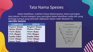Tata Nama Spesies
dalam klasifikasi, makhluk hidup dikelompokan dalam peringkat
atau takson. Urutan kategori atau peringkat dalam klasifikasi mulai dari yang
tertinggi sampai yang terendah dijelaskan dalam table dibawah ini.
URUTAN TAKSON
 