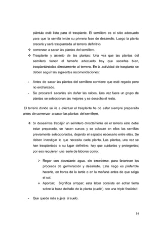 14
plántula esté lista para el trasplante. El semillero es el sitio adecuado
para que la semilla inicie su primera fase de desarrollo. Luego la planta
crecerá y será trasplantada al terreno definitivo.
 comenzar a sacar las plantas del semillero.
 Trasplante y asiento de las plantas: Una vez que las plantas del
semillero tienen el tamaño adecuado hay que sacarlas bien,
trasplantándolas directamente al terreno. En la actividad de trasplante se
deben seguir las siguientes recomendaciones:
- Antes de sacar las plantas del semillero conviene que esté regado pero
no encharcado.
- Se procurará sacarlas sin dañar las raíces. Una vez fuera un grupo de
plantas se seleccionan las mejores y se desecha el resto.
El terreno donde se va a efectuar el trasplante ha de estar siempre preparado
antes de comenzar a sacar las plantas del semillero.
 Si deseamos trabajar un semillero directamente en el terreno este debe
estar preparado, se hacen surcos y se colocan en ellos las semillas
previamente seleccionadas, dejando el espacio necesario entre ellas. Se
deben investigar lo que necesita cada planta. Las plantas, una vez se
han trasplantado a su lugar definitivo, hay que cuidarlas y protegerlas;
por eso requieren una serie de labores como:
 Regar con abundante agua, sin excederse, para favorecer los
procesos de germinación y desarrollo. Este riego es preferible
hacerlo, en horas de la tarde o en la mañana antes de que salga
el sol.
 Aporcar; Significa arropar; esta labor consiste en echar tierra
sobre la base del tallo de la planta (cuello) con una triple finalidad:
- Que quede más sujeta al suelo.
 