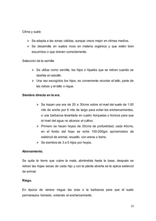 18
Clima y suelo
 Se adapta a las zonas cálidas, aunque crece mejor en climas medios.
 Se desarrolla en suelos ricos en materia orgánica y que estén bien
escurridos o que drenen correctamente.
Selección de la semilla
 Se utiliza como semilla, los hijos o hijuelos que se retiran cuando se
deshila el cebollín.
 Una vez escogidos los hijos, es conveniente recortar el tallo, parte de
las raíces y el tallo o nigua.
Siembra directa en la era.
 Se trazan una era de 20 a 30cms sobre el nivel del suelo de 1.00
mts de ancho por 6 mts de largo para evitar los encharcamientos,
o una barbacoa levantada en cuatro horquetas o troncos para que
el nivel del agua no alcance el cultivo.
 Primero se hacen hoyos de 20cms de profundidad, cada 40cms,
en el fondo del hoyo se echa 100-200grs aproximados de
estiércol de animal, revuelto con arena o tierra.
 Se siembra de 3 a 5 hijos por hoyos.
Abonamiento.
Se quita la tierra que cubre la mata, abriéndola hasta la base, después se
retiran las hojas secas de cada hijo y con la planta abierta se le aplica estiércol
de animal.
Riego.
En época de verano riegue las eras o la barbacoa para que el suelo
permanezca húmedo, evitando el encharcamiento.
 