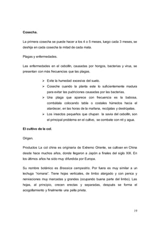 19
Cosecha.
La primera cosecha se puede hacer a los 4 o 5 meses, luego cada 3 meses, se
deshija en cada cosecha la mitad de cada mata.
Plagas y enfermedades.
Las enfermedades en el cebollín, causadas por hongos, bacterias y virus, se
presentan con más frecuencias que las plagas.
 Evite la humedad excesiva del suelo.
 Coseche cuando la planta este lo suficientemente madura
para evitar las pudriciones causadas por las bacterias.
 Una plaga que aparece con frecuencia es la babosa,
combátala colocando tabla o costales húmedos hacia el
atardecer, en las horas de la mañana, recójalas y destrúyalas.
 Los insectos pequeños que chupan la savia del cebollín, son
el principal problema en el cultivo, se combate con nit y agua.
El cultivo de la col.
Origen.
Productos La col china es originaria de Extremo Oriente, se cultivan en China
desde hace muchos años, donde llegaron a Japón a finales del siglo XIX. En
los últimos años ha sido muy difundida por Europa.
Su nombre botánico es Brassica campestris. Por fuera es muy similar a un
lechuga “romana”. Tiene hojas verticales, de limbo alargado y con penca y
nerviaciones muy marcadas y grandes (ocupando buena parte del limbo). Las
hojas, al principio, crecen erectas y separadas, después se forma el
acogollamiento y finalmente una pella prieta.
 