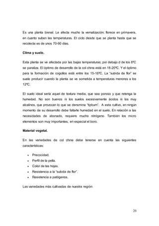 20
Es una planta bienal. Le afecta mucho la vernalización; florece en primavera,
en cuanto suben las temperaturas. El ciclo desde que se planta hasta que se
recolecta es de unos 70-90 días.
Clima y suelo.
Esta planta se ve afectada por las bajas temperaturas; por debajo d de los 8ºC
se paraliza. El óptimo de desarrollo de la col china está en 18-20ºC. Y el óptimo
para la formación de cogollos está entre los 15-16ºC. La “subida de flor” se
suele producir cuando la planta se ve sometida a temperaturas menores a los
12ºC.
El suelo ideal sería aquel de textura media, que sea poroso y que retenga la
humedad. No son buenos ni los suelos excesivamente ácidos ni los muy
alcalinos, que provocan lo que se denomina “tipburn”. A este cultivo, en ningún
momento de su desarrollo debe faltarle humedad en el suelo. En relación a las
necesidades de abonado, requiere mucho nitrógeno. También los micro
elementos son muy importantes, en especial el boro.
Material vegetal.
En las variedades de col china debe tenerse en cuenta las siguientes
características:
 Precocidad.
 Perfil de la pella.
 Color de las hojas.
 Resistencia a la “subida de flor”.
 Resistencia a patógenos.
Las variedades más cultivadas de nuestra región:
 