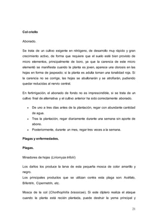 21
Col criollo
Abonado.
Se trata de un cultivo exigente en nitrógeno, de desarrollo muy rápido y gran
crecimiento activo, de forma que requiere que el suelo esté bien provisto de
micro elementos, principalmente de boro, ya que la carencia de este micro
elementó se manifiesta cuando la planta es joven, aparece una clorosis en las
hojas en forma de jaspeado; si la planta es adulta toman una tonalidad roja. Si
la carencia no se corrige, las hojas se abullonarán y se atrofiarán, pudiendo
quedar reducidas al nervio central.
En fertirrigación, el abonado de fondo no es imprescindible, si se trata de un
cultivo final de alternativa y el cultivo anterior ha sido correctamente abonado.
 De uno a tres días antes de la plantación, regar con abundante cantidad
de agua.
 Tras la plantación, regar diariamente durante una semana sin aporte de
abono.
 Posteriormente, durante un mes, regar tres veces a la semana.
Plagas y enfermedades.
Plagas.
Minadores de hojas (Liriomyza trifolii)
Los daños los produce la larva de esta pequeña mosca de color amarillo y
negro.
Los principales productos que se utilizan contra esta plaga son: Acéfalo,
Bifentrín, Cipermetrín, etc.
Mosca de la col (Chorthophilla brassicae). Si este díptero realiza el ataque
cuando la planta está recién plantada, puede destruir la yema principal y
 