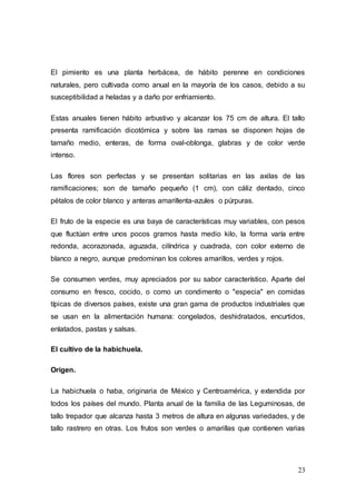 23
El pimiento es una planta herbácea, de hábito perenne en condiciones
naturales, pero cultivada como anual en la mayoría de los casos, debido a su
susceptibilidad a heladas y a daño por enfriamiento.
Estas anuales tienen hábito arbustivo y alcanzar los 75 cm de altura. El tallo
presenta ramificación dicotómica y sobre las ramas se disponen hojas de
tamaño medio, enteras, de forma oval-oblonga, glabras y de color verde
intenso.
Las flores son perfectas y se presentan solitarias en las axilas de las
ramificaciones; son de tamaño pequeño (1 cm), con cáliz dentado, cinco
pétalos de color blanco y anteras amarillenta-azules o púrpuras.
El fruto de la especie es una baya de características muy variables, con pesos
que fluctúan entre unos pocos gramos hasta medio kilo, la forma varía entre
redonda, acorazonada, aguzada, cilíndrica y cuadrada, con color externo de
blanco a negro, aunque predominan los colores amarillos, verdes y rojos.
Se consumen verdes, muy apreciados por su sabor característico. Aparte del
consumo en fresco, cocido, o como un condimento o "especia" en comidas
típicas de diversos países, existe una gran gama de productos industriales que
se usan en la alimentación humana: congelados, deshidratados, encurtidos,
enlatados, pastas y salsas.
El cultivo de la habichuela.
Origen.
La habichuela o haba, originaria de México y Centroamérica, y extendida por
todos los países del mundo. Planta anual de la familia de las Leguminosas, de
tallo trepador que alcanza hasta 3 metros de altura en algunas variedades, y de
tallo rastrero en otras. Los frutos son verdes o amarillas que contienen varias
 