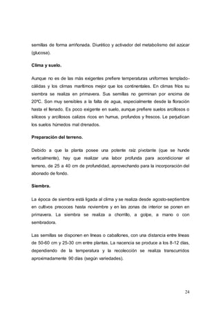 24
semillas de forma arriñonada. Diurético y activador del metabolismo del azúcar
(glucosa).
Clima y suelo.
Aunque no es de las más exigentes prefiere temperaturas uniformes templado-
cálidas y los climas marítimos mejor que los continentales. En climas fríos su
siembra se realiza en primavera. Sus semillas no germinan por encima de
20ºC. Son muy sensibles a la falta de agua, especialmente desde la floración
hasta el llenado. Es poco exigente en suelo, aunque prefiere suelos arcillosos o
silíceos y arcillosos calizos ricos en humus, profundos y frescos. Le perjudican
los suelos húmedos mal drenados.
Preparación del terreno.
Debido a que la planta posee una potente raíz pivotante (que se hunde
verticalmente), hay que realizar una labor profunda para acondicionar el
terreno, de 25 a 40 cm de profundidad, aprovechando para la incorporación del
abonado de fondo.
Siembra.
La época de siembra está ligada al clima y se realiza desde agosto-septiembre
en cultivos precoces hasta noviembre y en las zonas de interior se ponen en
primavera. La siembra se realiza a chorrillo, a golpe, a mano o con
sembradora.
Las semillas se disponen en líneas o caballones, con una distancia entre líneas
de 50-60 cm y 25-30 cm entre plantas. La nacencia se produce a los 8-12 días,
dependiendo de la temperatura y la recolección se realiza transcurridos
aproximadamente 90 días (según variedades).
 