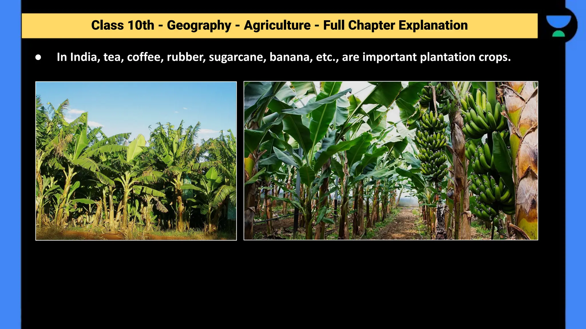 Class 10th - Geography - Agriculture - Full Chapter Explanation
● In India, tea, coffee, rubber, sugarcane, banana, etc., are important plantation crops.
 