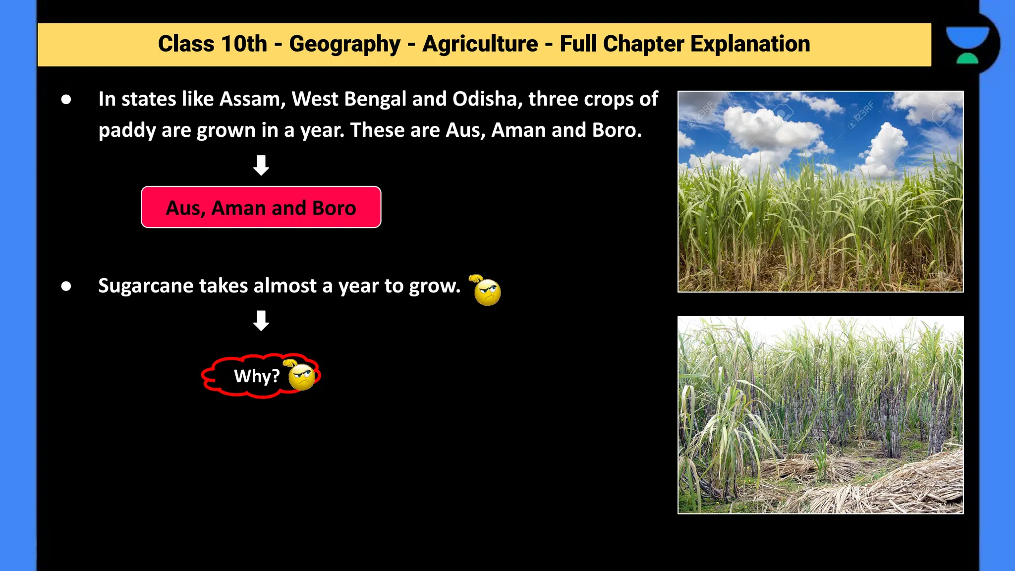 Class 10th - Geography - Agriculture - Full Chapter Explanation
● In states like Assam, West Bengal and Odisha, three crops of
paddy are grown in a year. These are Aus, Aman and Boro.
● Sugarcane takes almost a year to grow.
Aus, Aman and Boro
Why?
 